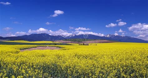 247486 Meadow Mountains Summer Photos Free And Royalty Free Stock
