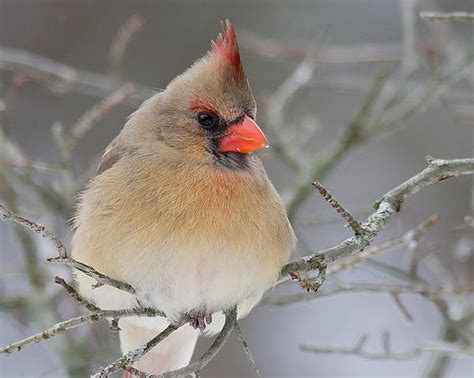 Perched Female Northern Cardinal Print By Michel Soucy Most Beautiful