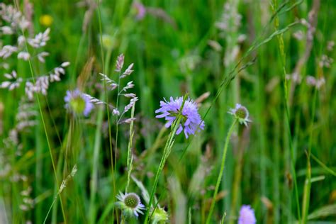 Free Images Nature Field Lawn Meadow Prairie Flower Green Herb