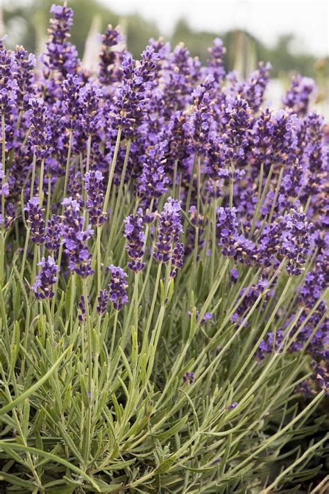 Top 10 Lavender Varieties To Grow In Your Garden Top