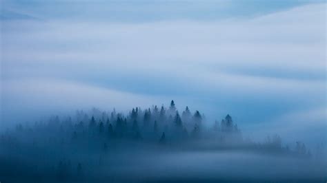 Misty Dreaming On Behance Nature Photography Trees Nature