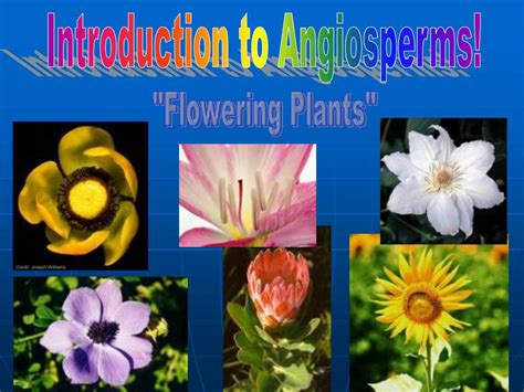 Ppt Introduction To Angiosperms Powerpoint Presentation Free