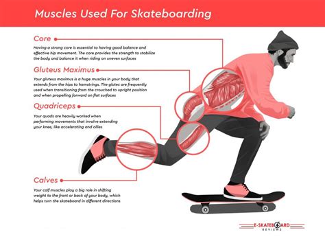 The Muscles Used For Skateboarding Estakeboardingreviews