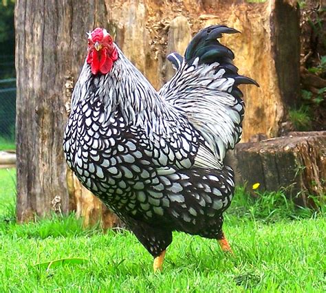 Roysfarm — Wyandotte Chicken