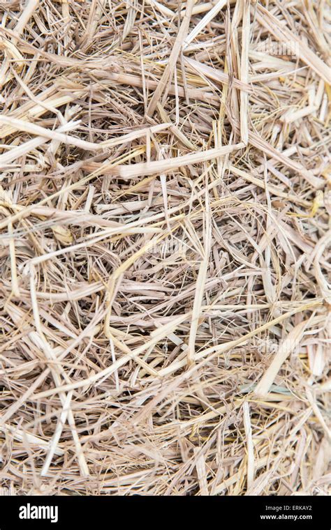Dry Grass Or Hay Texture Stock Photo Alamy