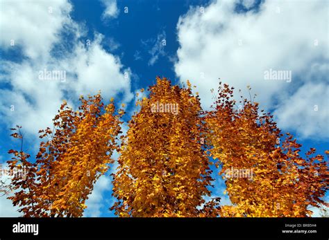 Fall Maples Hi Res Stock Photography And Images Alamy