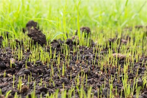 5 Amazing Tips To Have Fast Growing Grass Seed Do You Want To
