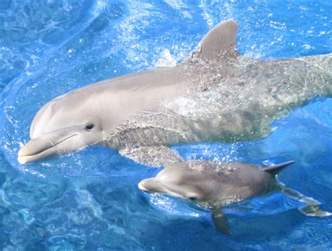 Yellow Wallpaper Baby Bottlenose Dolphins