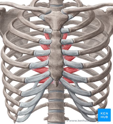 Transversus Thoracis Muscle Anatomy And Function Kenhub