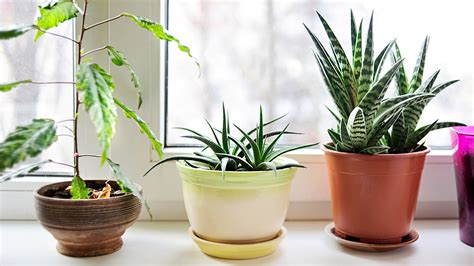8 Must Have Indoor Plants For Good Health Signature Sattva