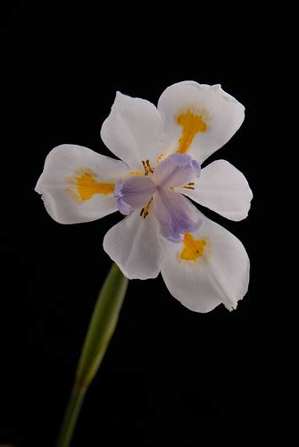 Moraea Moraea Iridioides Fortnight Lily African Iris Bl Flickr