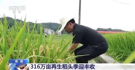 湖南316万亩再生稻迎来丰收 民生 中工网