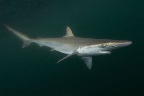 Pacific Sharpnose Shark Rhizoprionodon Longurio Shark Shark Photos