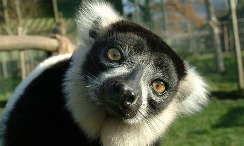 Black And White Ruffed Lemur Lake District Wildlife Park