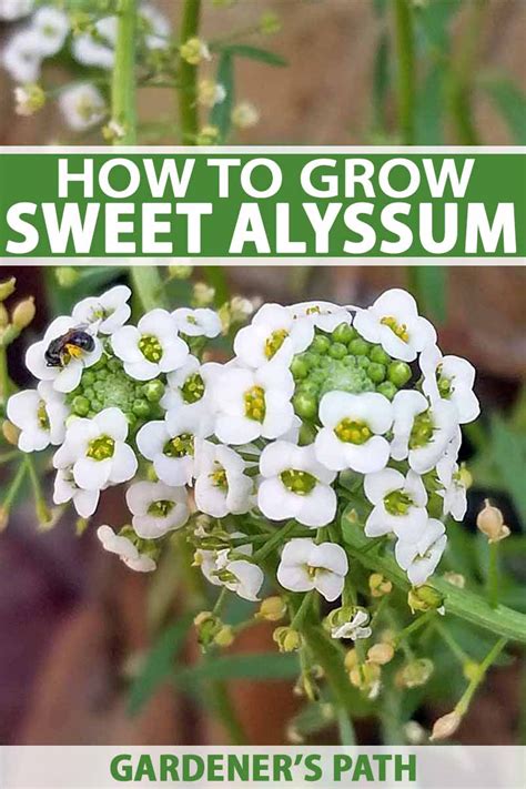 How To Grow Sweet Alyssum Lobularia Maritima Gardeners Path