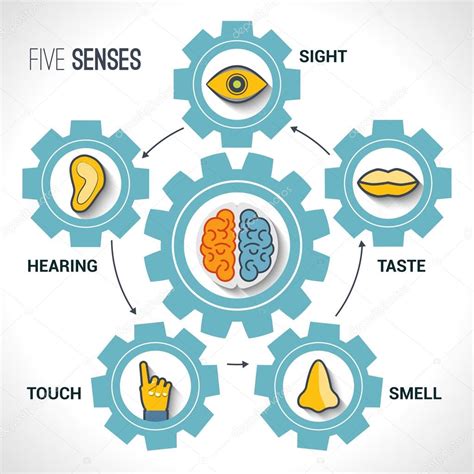 Five Senses Concept — Stock Vector © Macrovector 57796393