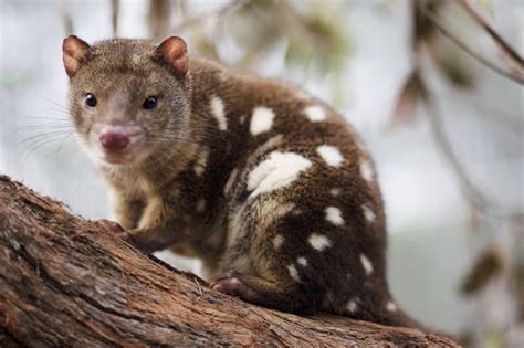 Where Trees Rain From The Sky So Tiger Quolls Might Roam Again
