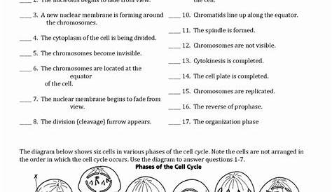 Cell Division Worksheet Answers Elegant Cell Division and the Cell