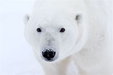 Arctic Wildlife Photography Polar Bear Images