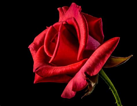 Red Rose Rose Rose Bloom Blossom Bloom Flower Red 4k Hd Wallpaper