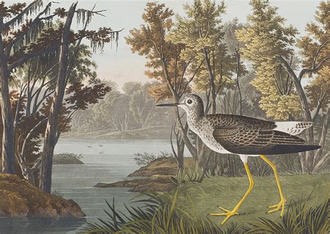 Yellow Shank Painting By John James Audubon Fine Art America