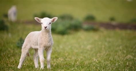 Lamb Vs Goat 5 Key Differences A Z Animals