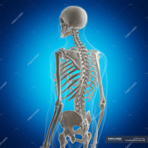 Back Bones Human Illustration Of The Back Bones Photograph By
