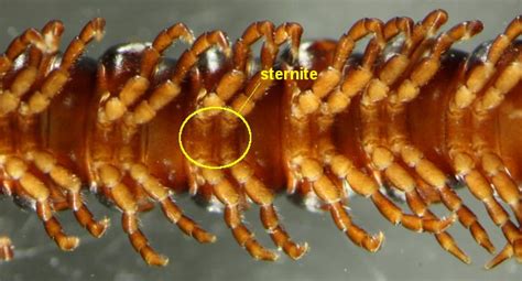 External Anatomy Of Polydesmida Sternites