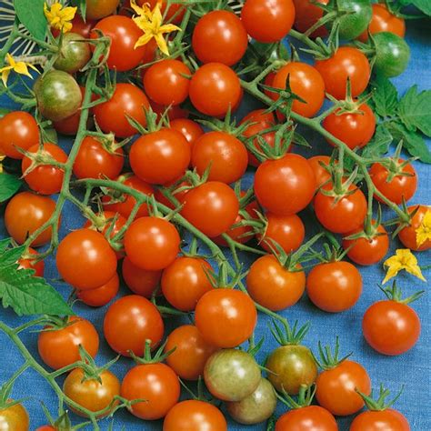 Organic Sweetie Tomato Seeds 1 Oz ~7500 Seeds Non Gmo Certified