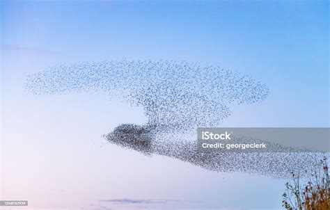 Starlings Creating A Bird Shape Stock Photo Download Image Now