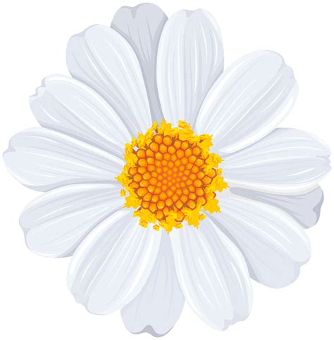 White Daisy Clipart Transparent Background 10 Free Cliparts Download