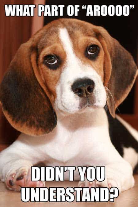 14 Funny Beagle Memes To Make Your Day Petpress