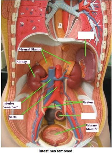The circulatory system includes the heart, veins and arteries. Print Activity 5: Examining the Human Torso Model ...