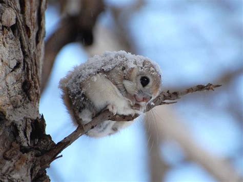 Cuteness Alert Japanese Dwarf Flying Squirrel The Worley Gig