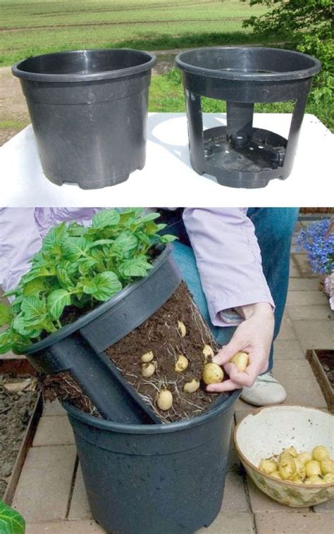 Grow Potatoes In Containers And Bags 8 Best Secrets A Piece Of Rainbow