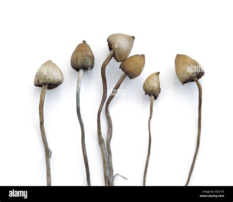 Specimens Of Magic Mushrooms Liberty Caps Photographed One Day