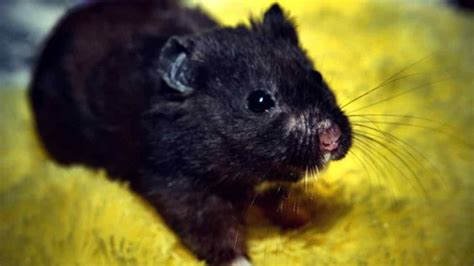 Baby Black Bear Hamster Mahilanya