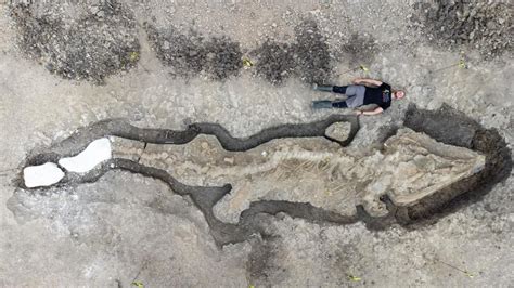 El Fósil Gigante De “dragón Marino” De 180 Millones De Años Hallado En