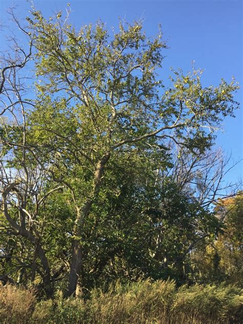 Tree Of The Month Osage Orange Shelter Island Friends Of Trees