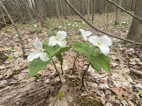 The Trillium Our Provincial Flower Is In Full Bloom Rontario