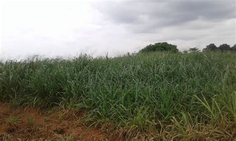 Brachiaria Grass The Wonder Grass Of Africa Agriculture Nigeria