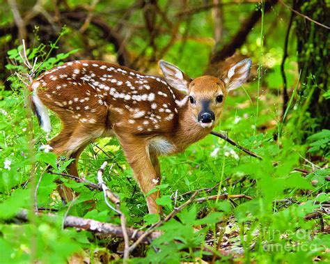 Fawn White Tailed Deer Young Of The Woods Photograph By Timothy Flanigan Fine Art America