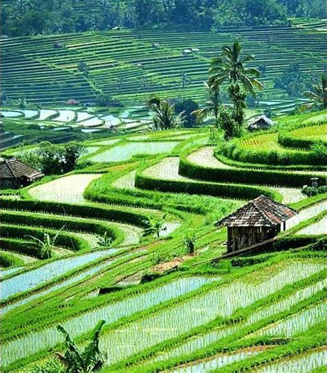 Ubud Bali Pemandangan