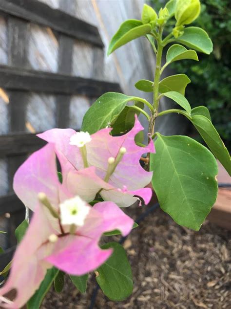 What Is Eating This Bougainvillea Flowers Apartment Gardening