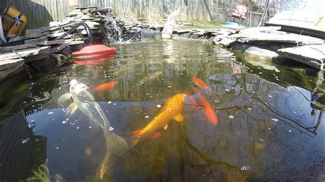 Awesome Koi Feeding Youtube