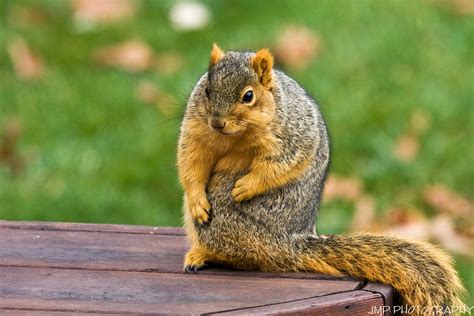 Stretching Out Stretching Out Michigan Fox Squirrel Riverv Flickr