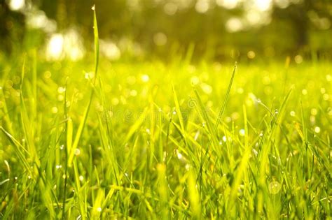 Green Grass Water Drops And Dewdrop In Morning Stock Photo Image Of