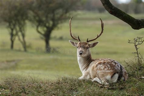 Fallow Deer During Mating Season Stock Photo Image Of Autumn Adult