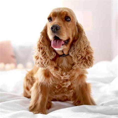 Cocker Spaniels Dogs Breed Facts And Information