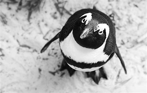 Penguin Hd Hd Wallpaper